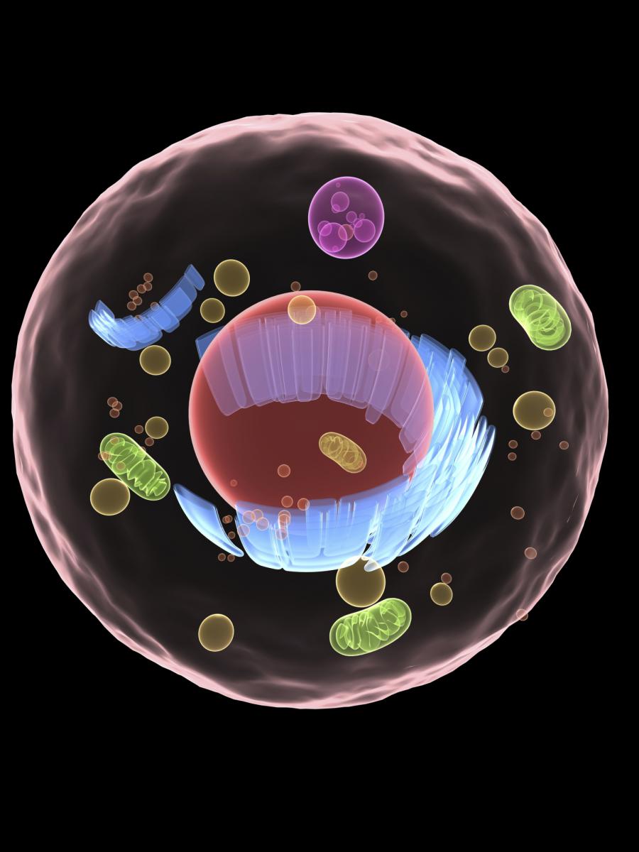 Cell structure