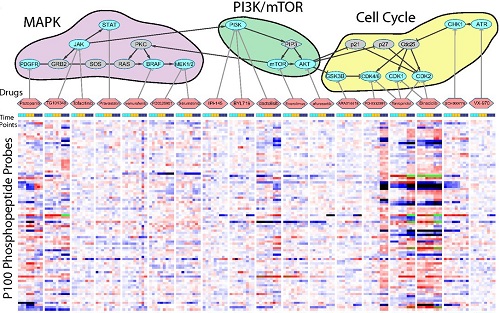 Scientific article diagram of cellular signaling