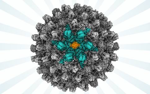 A spherical 3D molecular structure from cryogenic electron microscopy. The structure is mostly grey with teal and orange highlights. 