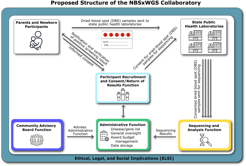 An infographic titled 'Proposed Structure of the NBSxWGS Collaboratory.' It features six interconnected boxes, each with text and an icon. Box 1, at the top left, is titled 'Parents and Newborn Participants' and includes an icon of a parent holding a child. An arrow labeled ‘Dried blood spot (DBS) samples sent to state public health laboratories’ points to Box 2, at the top right, titled 'State Public Health Laboratories,' which contains four laboratory icons. Four arrows, each labeled ‘Consented DBS samples sent for sequencing,’ direct to Box 3, at the bottom right, titled 'Sequencing and Analysis Function,' with an icon of DNA and a magnifying glass. This box connects to Box 4, labeled 'Administrative Function,' located at the bottom middle, via an arrow reading ‘Sequencing results.’ Box 4 includes text ‘disease/gene lists, general oversight, and award budget management,’ and has a checklist icon. Box 4 is linked to Box 5, at the bottom left, titled 'Community Advisory Board Function,' with an arrow that reads ‘Advises Administrative Function,’ and contains an icon of a group of people. Box 6, in the center, is titled 'Participant Recruitment and Consent/Return of Results Function' and has an icon of three raised hands. It connects to the ‘Administrative Function’ box with a bidirectional arrow. Additionally, Box 6 connects to 'Parents and Newborn Participants' with two arrows: one labeled ‘Notification and verification of positive screening result’ points away from Box 6 and the other labeled ‘Informed Consent’ points to Box 6. Box 6 also points to 'State Public Health Laboratories' with an arrow labeled ‘Consent for DBS samples for sequencing.’ Surrounding the entire image is a border labeled ‘Ethical, Legal, and Social Implications (ELSI).’ 