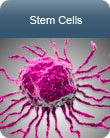 Stem Cells