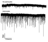 astrocytes