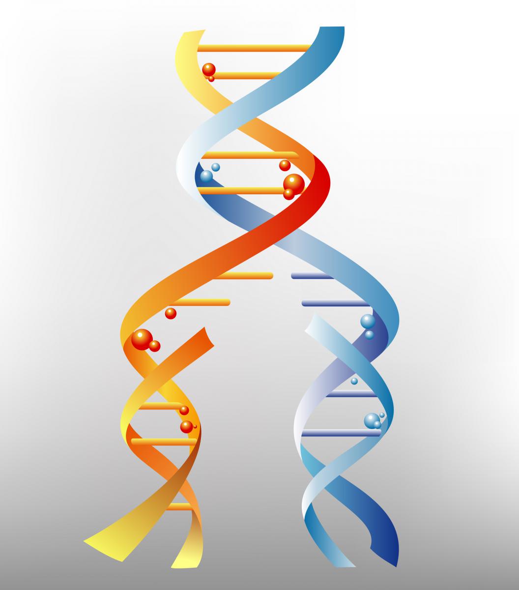 DNA Replication