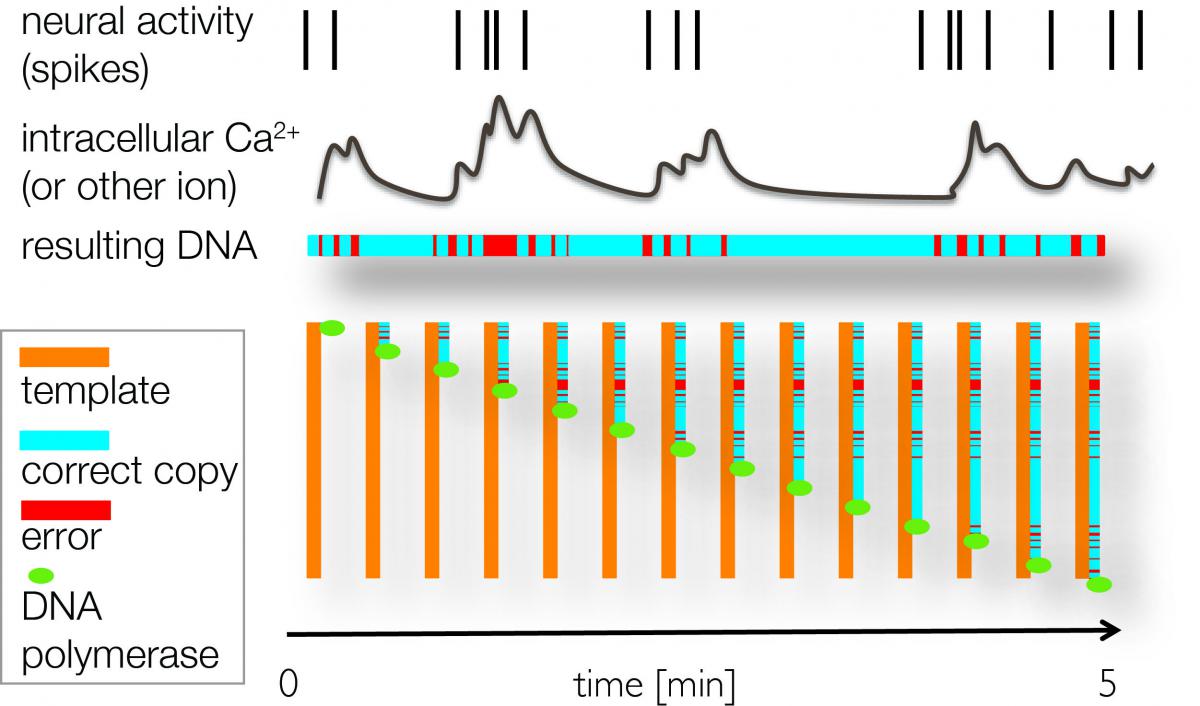 Neural recording