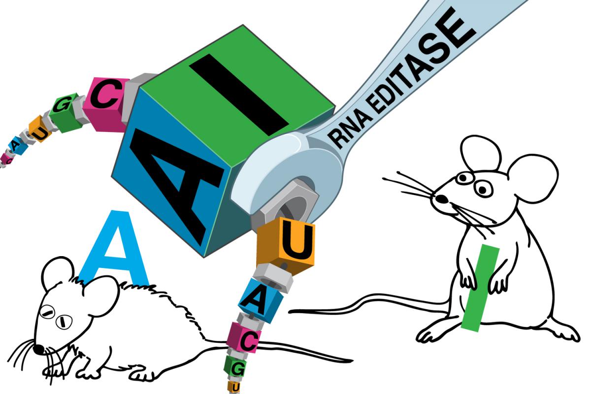 RNA editing