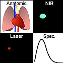 stem cells