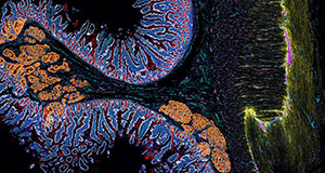 CODEX image of duodenum showing the spatial location of different cell types