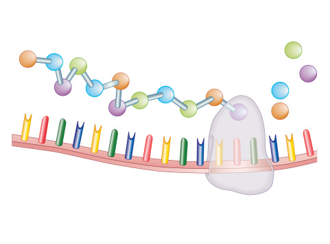 Protein synthesis