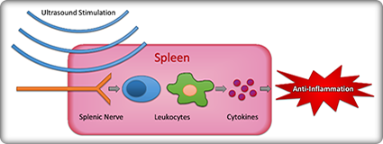 Illustration of ultrasound stimulation of the spleen resulting in anti-inflammation.