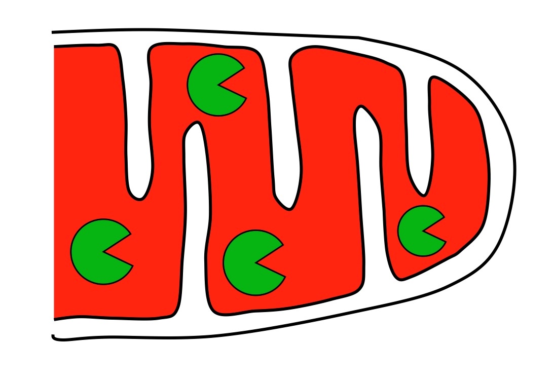 Mitochondria