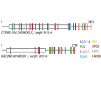 mRNA