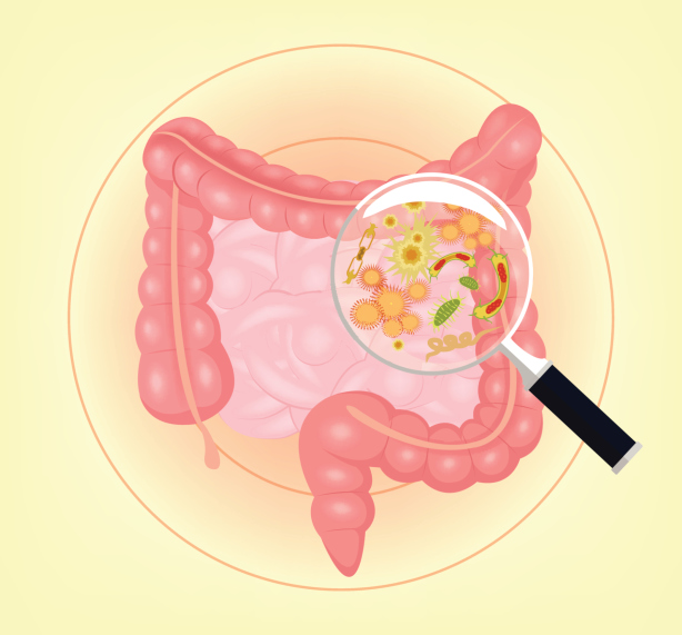 Intestines with bacteria and magnifying glass