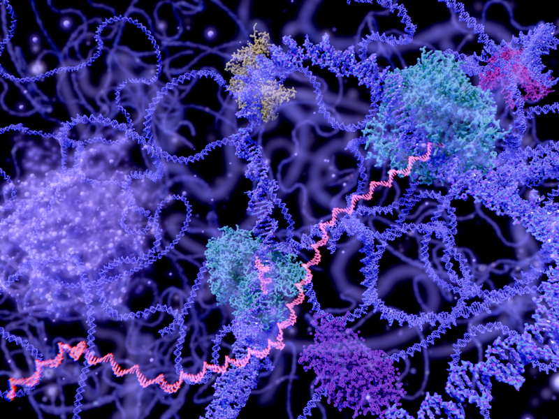 conceptual chromosome