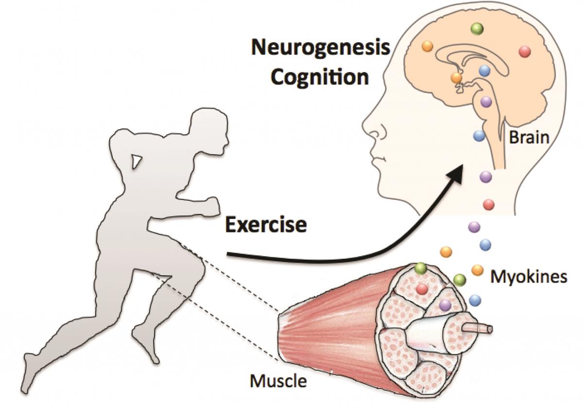 Physical activity diagram