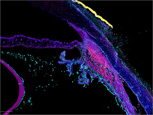 CODEX image of the anterior eye, courtesy of Drs. Angela Kruse and Thai Pham at Vanderbilt University