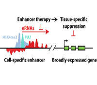 enhancer diagram