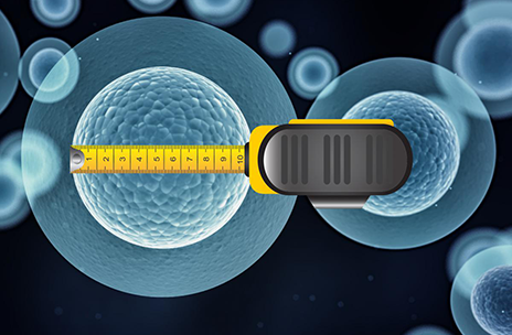 Measuring tape measuring size of cell nucleus.