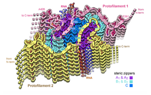 In neurodegenerative diseases including Alzheimer’s and Amyotrophic Lateral Sclerosis (ALS), proteins form abnormal clumps in the brain that can contribute to neuron loss. Among these proteins, Tau is an important protein for normal physiologic function, but is also well known to form rope-like aggregates, or clumps, known as tau fibrils in neurodegenerative diseases. Evidence suggests that...