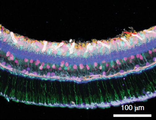 Image generated from mouse retina using Immuno-SABER. See reference for citation.