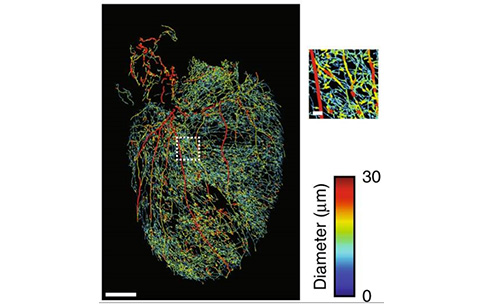 3D image of a mouse heart.