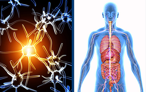 The NIH Common Fund's Stimulating Peripheral Activity to Relieve Conditions (SPARC) program enters phase two.