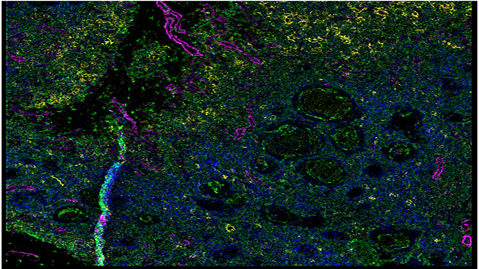 Imaging mass cytometry image of the thymus, courtesy of Michelle Daniel of the Bodenmiller Lab