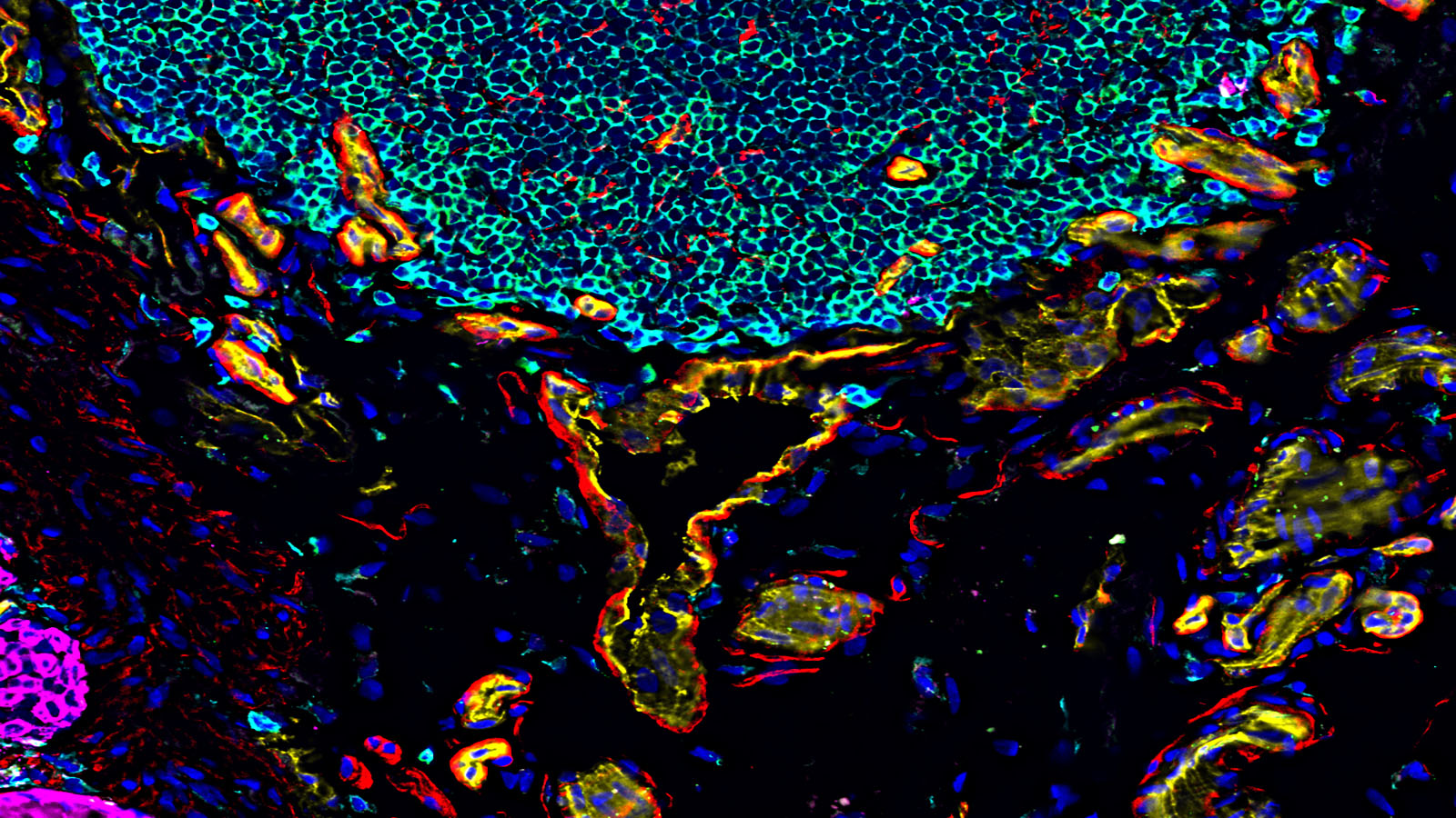 CODEX of healthy human colon, from Dr. John Hickey of the Nolan lab at Stanford