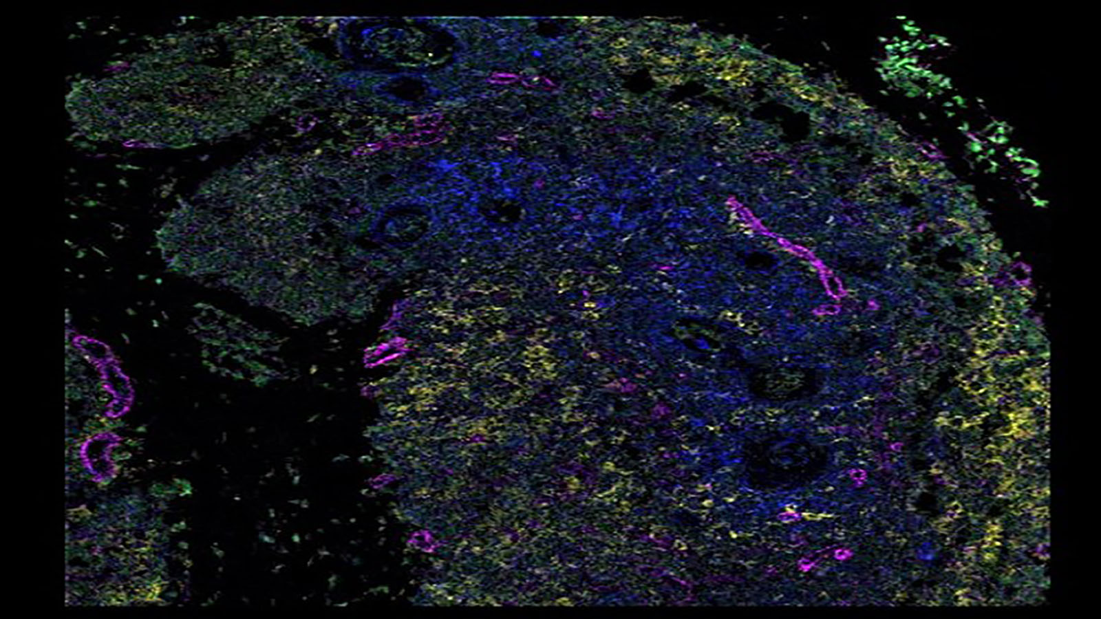 IMC image of human thymus, courtesy of Michelle Daniel of the Bodenmiller Lab