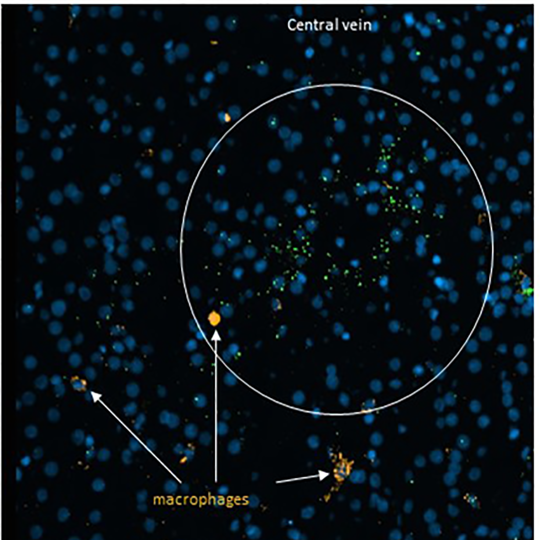 RNAscope image of portal triad in the liver, courtesy of Aubrianna Decker at Columbia University