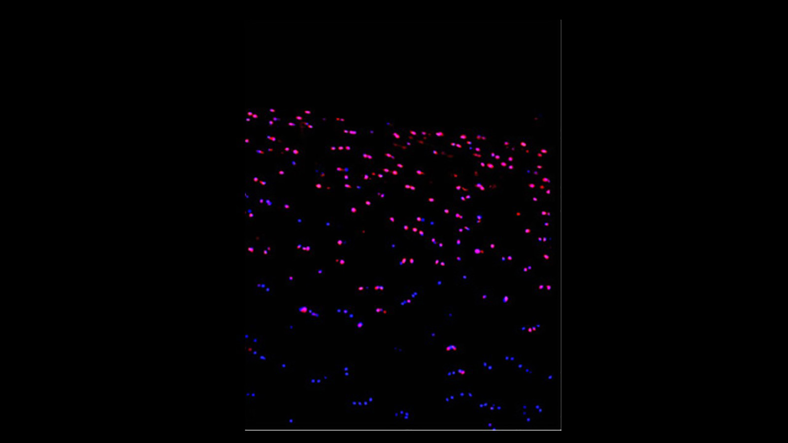 MERFISH image of articular cartilage courtesy of David Rowe's lab at UConn