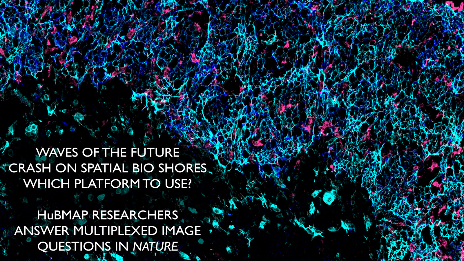 IBEX image of human thymus, courtesy of Andrea Radtke of the Germain lab at NIAID