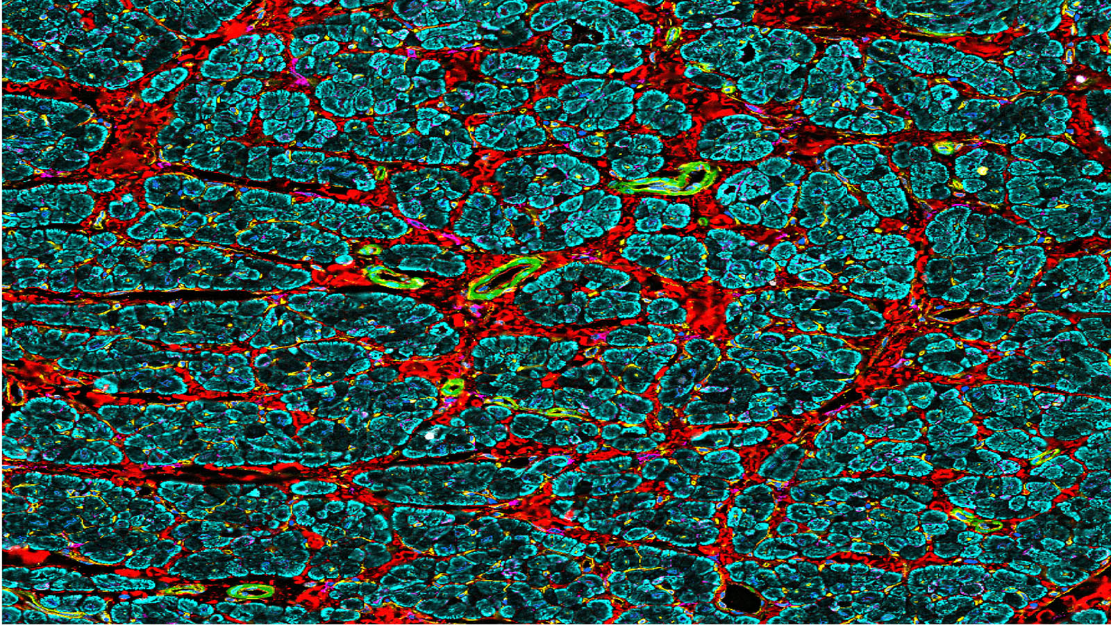 CODEX image of the left atrium of the heart from Dr. Kai Tan at CHOP