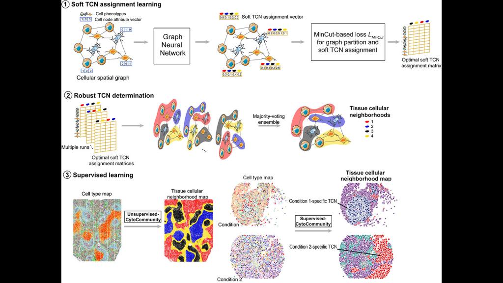 Cytocommunity.