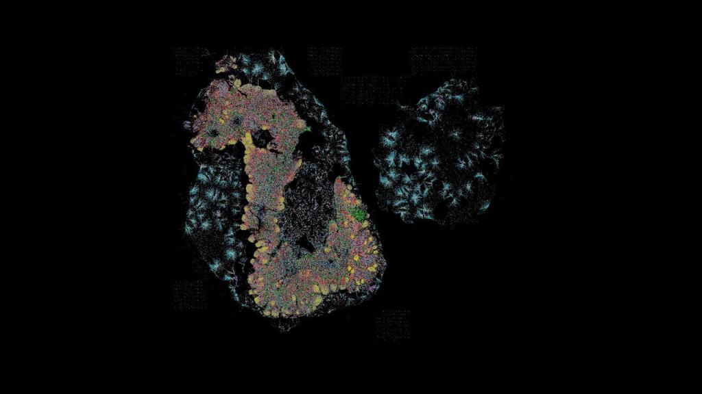 CODEX image of cells in the lymph node on a black background