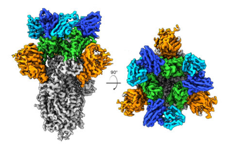 Two views of a three-dimensional protein structure colored by domain.