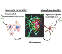 monocytes